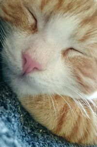 Close-up of cat sleeping