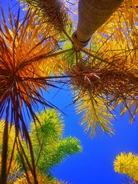 Low angle view of palm tree against blue sky