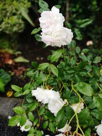 Close-up of white flowers blooming outdoors