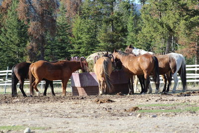 Horses standing in a field