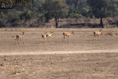 Flock of impslas on field