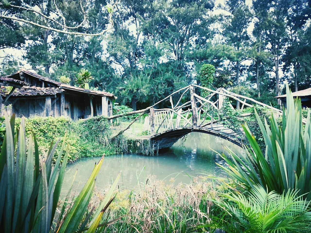 water, built structure, architecture, plant, building exterior, tree, growth, house, grass, green color, nature, canal, day, bridge - man made structure, outdoors, river, no people, pond, residential structure, connection