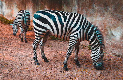 Zebra standing on field