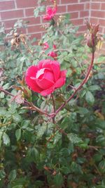 Close-up of pink rose