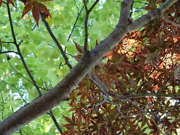 Low angle view of trees in forest