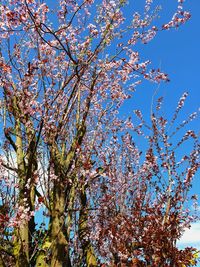 Low angle view of cherry tree against blue sky