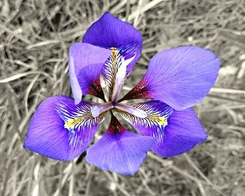 Close-up of purple flowers blooming