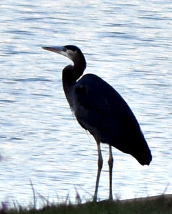 Birds in calm water