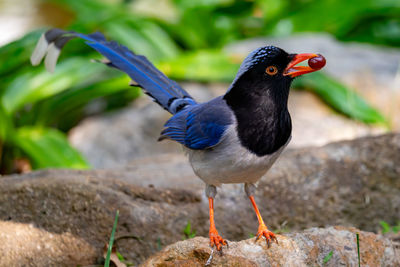 Close-up of bird perching on rock