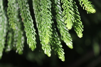 Close-up of plant