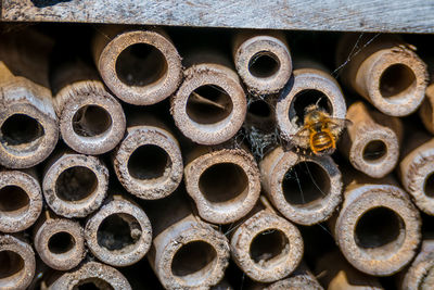 Close-up of honeybee on bamboo