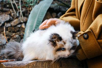 Close-up of cat relaxing