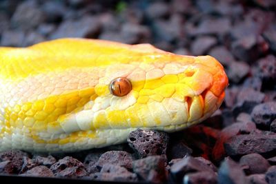 Close-up of an animal