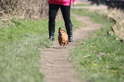 Low section of person with dog on field