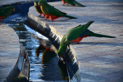 Birds perching on a water