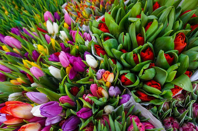High angle view of purple tulips
