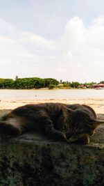 View of a horse on the beach