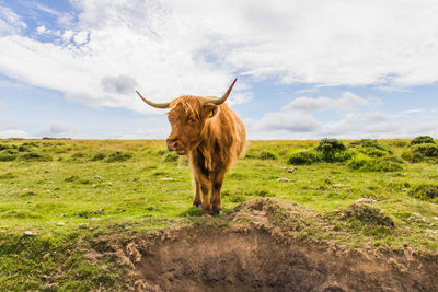 Lion in a field