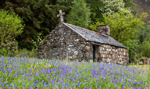 Bluebell fields at st john's episcopal church, ballachulish in the scottish highlands