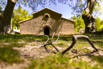 Tree by building against sky