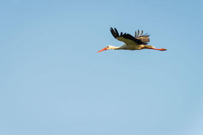 Low angle view of a bird flying