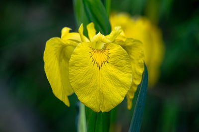 Close-up of yellow flowering plant