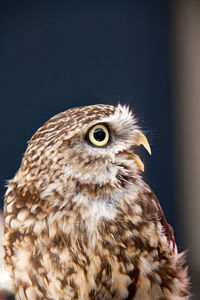 Close-up of hawk