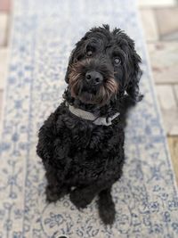 Portrait of puppy sitting outdoors