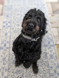 Portrait of dog sitting indoors