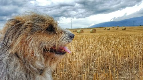 Close-up of irish wolfhound sticking out tongue at farm