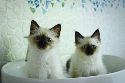 Portrait of white cat