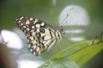 Close-up of butterfly pollinating on flower