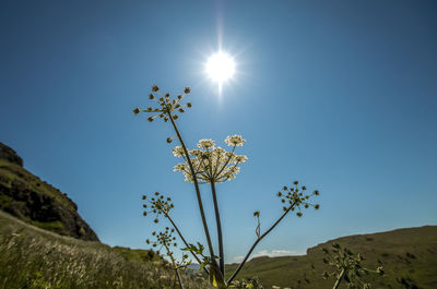 Low angle view of flowering plants against blue sky