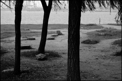 Trees on field at beach