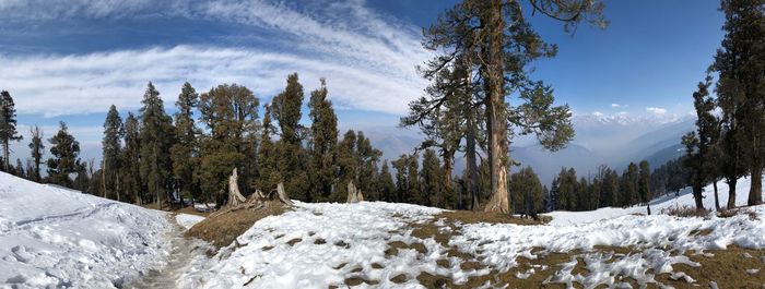 Panoramic view of trees on snow covered landscape