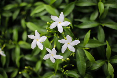 Close-up of white flowering plants