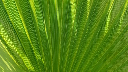 Full frame shot of palm tree