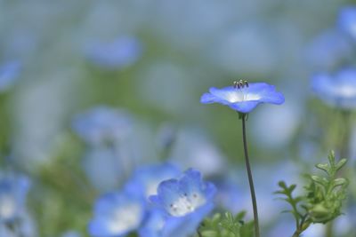 Close-up of flowers blooming outdoors