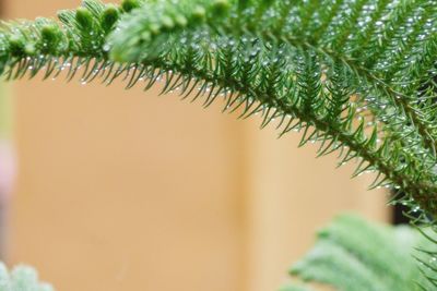 Close-up of christmas tree