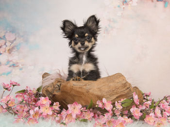 Cute chihuahua puppy in a wooden basket in a pastel colored flower background looking at the camera