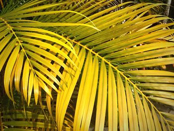 Close-up of palm leaves