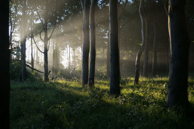 Sunlight falling on trees and grass growing in forest
