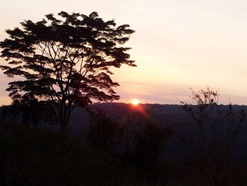 Silhouette tree on field against sky during sunset