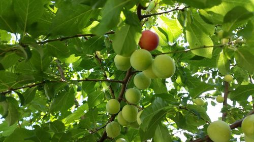 Low angle view of fruits hanging on tree