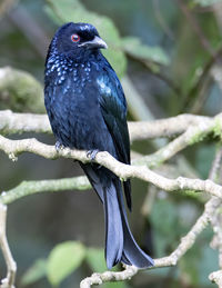 Close-up of bird perching on branch