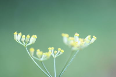 Close-up of flowering plant