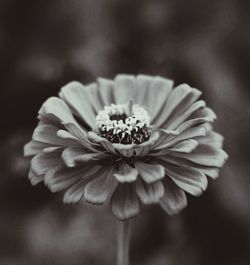 Close-up of flower blooming outdoors