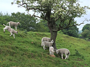 Horses grazing in a field