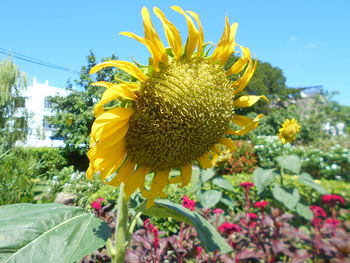 Close-up of sunflower