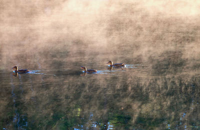 High angle view of ducks swimming in lake during foggy weather